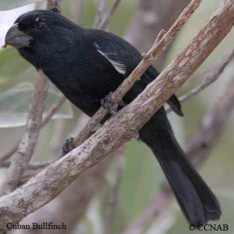 Birds of North America