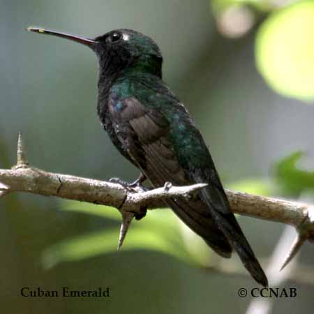 Birds of Cuba