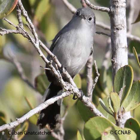 Cuban Gnatcatcher | Birds of Cuba | Cuban Birds