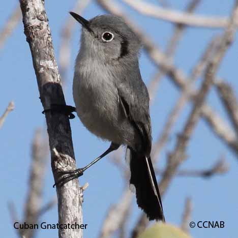Birds of Cuba