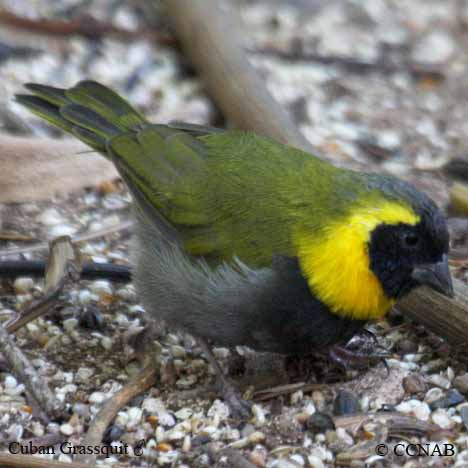 Cuban Grassquit