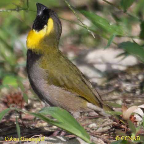 Birds of Cuba