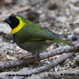 Cuban Grassquit