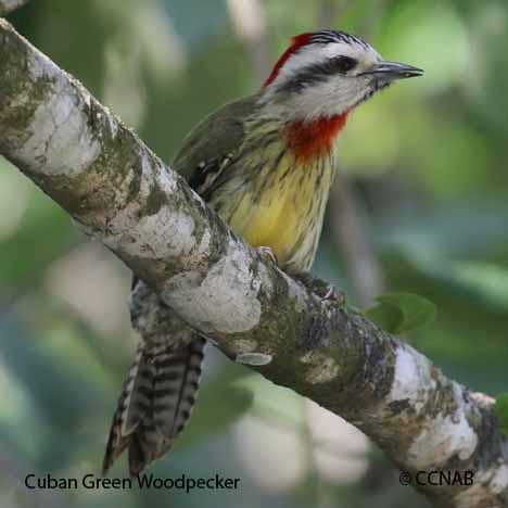 Birds of Cuba