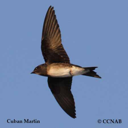 Cuban Martin