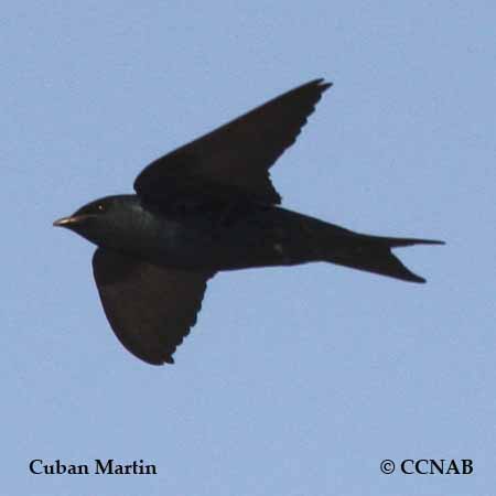 Cuban Martin