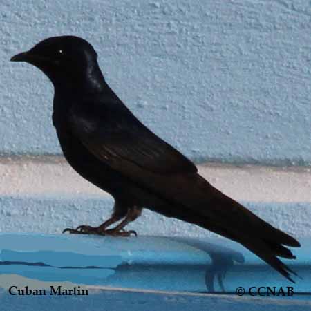 Birds of Cuba
