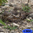 Cuban Nightjar