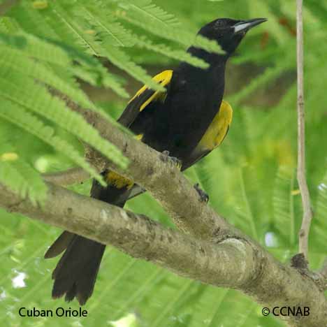 Birds of Cuba
