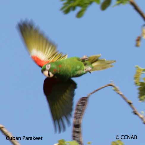 Cuban Birds