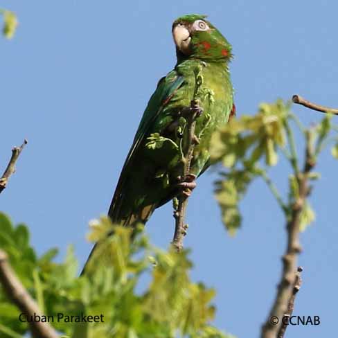 Cuban Birds