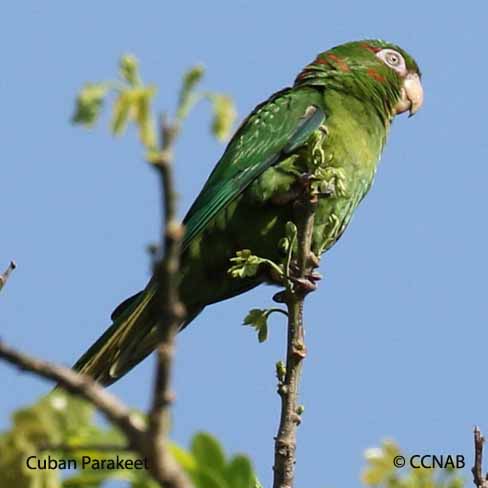 Cuban Birds