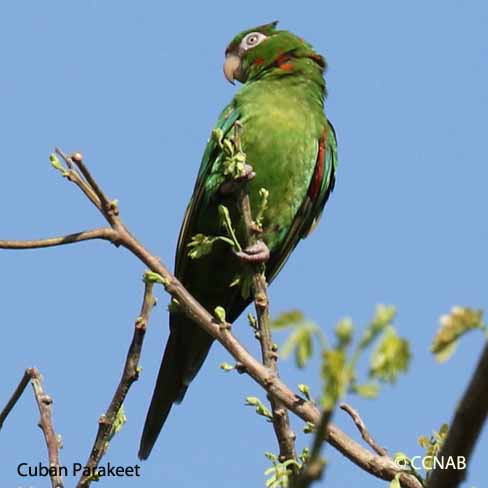 green birds, Birds of Cuba