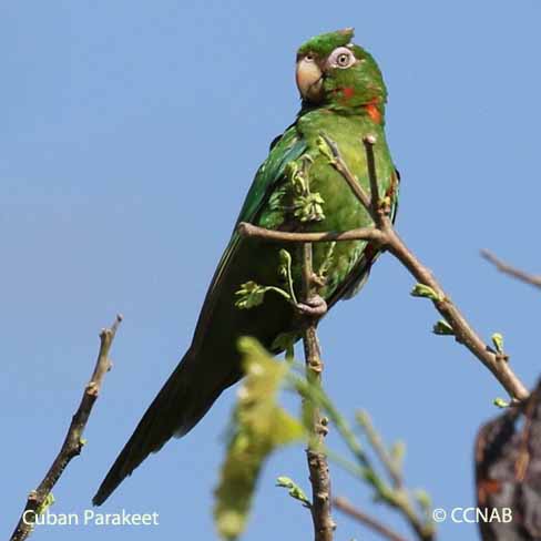 Birds of Cuba