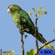 Cuban Parakeet