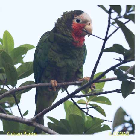 Cuban Birds