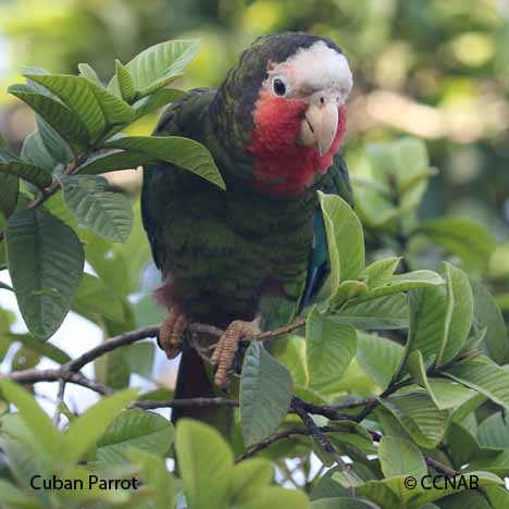 Birds of Cuba