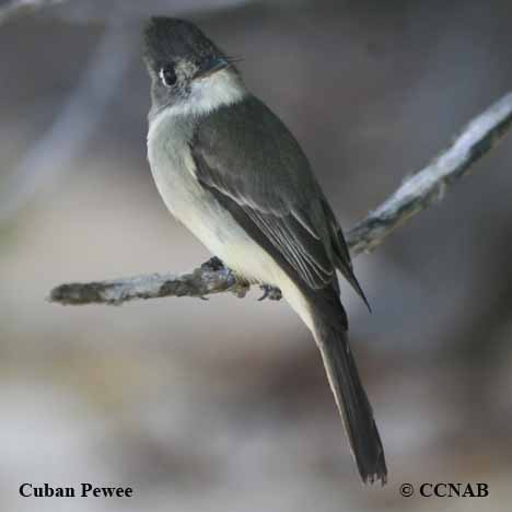 Birds of Cuba