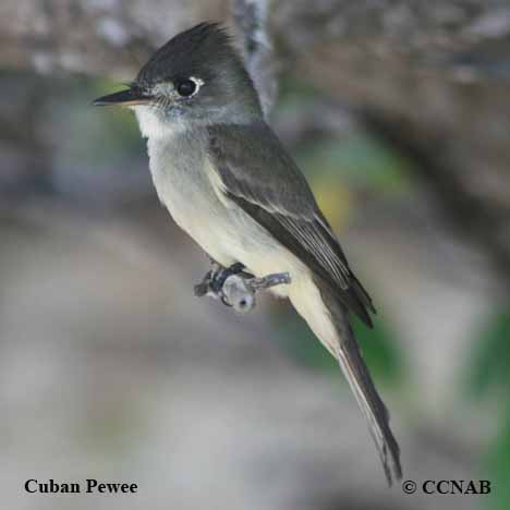 Cuban Pewee