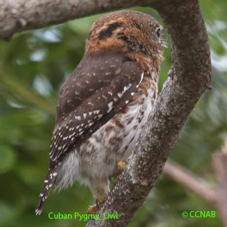 Birds of Cuba