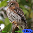 Cuban Pygmy-Owl