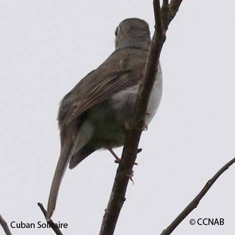 Cuban Birds