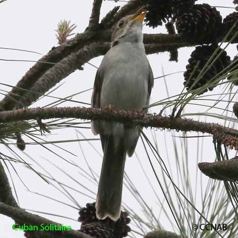 Cuban Birds