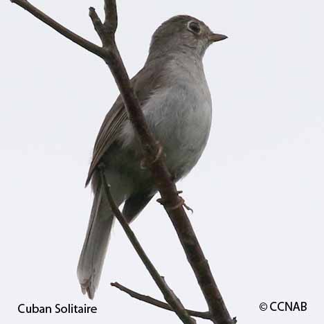 Cuban Birds