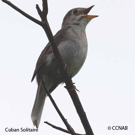 Cuban Birds