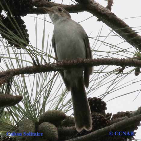 Birds of Cuba