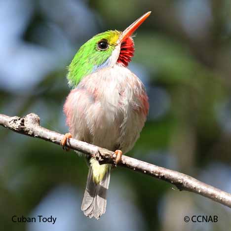 Cuban Birds