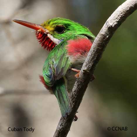 Cuban Birds