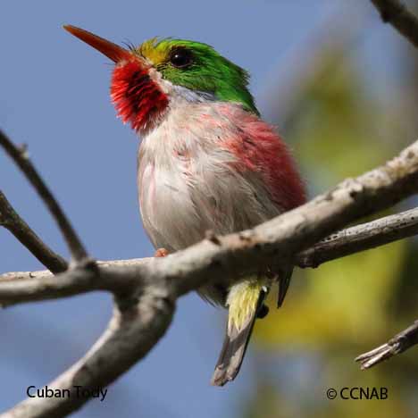 Cuban Birds