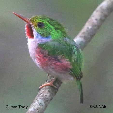 Cuban Birds