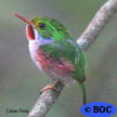 Cuban Tody