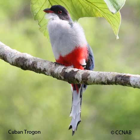 Cuban Birds