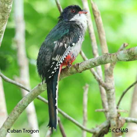 Cuban Birds