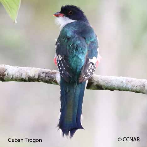 Cuban Birds