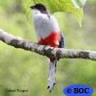 Cuban Trogon