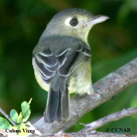 Birds of North America