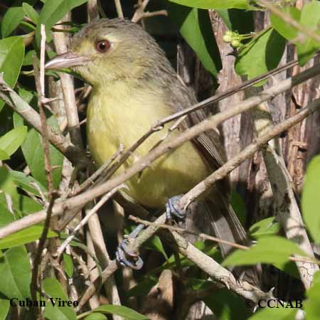 Birds of North America