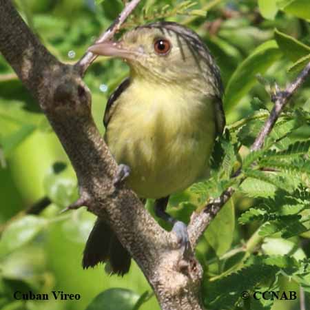 Birds of North America