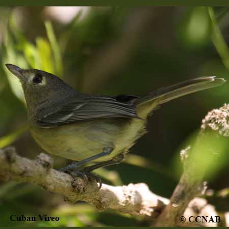 Birds of North America