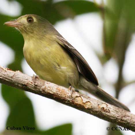 Birds of Cuba