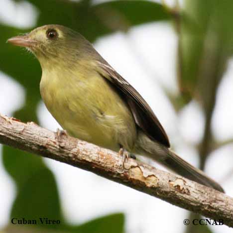 Birds of North America