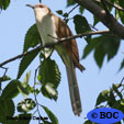 Cuckoos