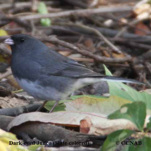 Birds of Cuba