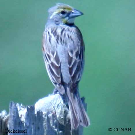 Dickcissel