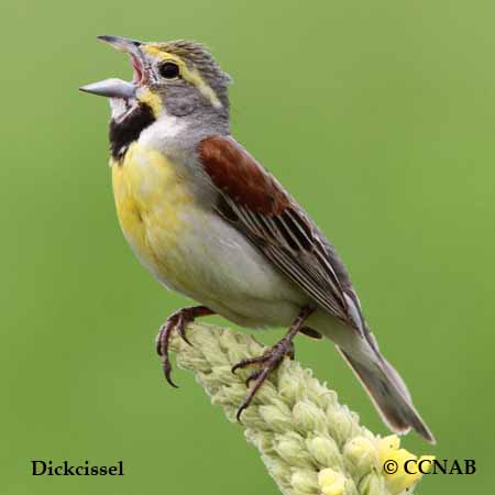 Birds of North America