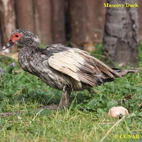 Birds of North America